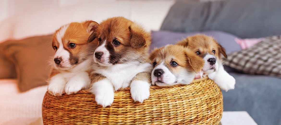 Two puppies are laying on a basket.