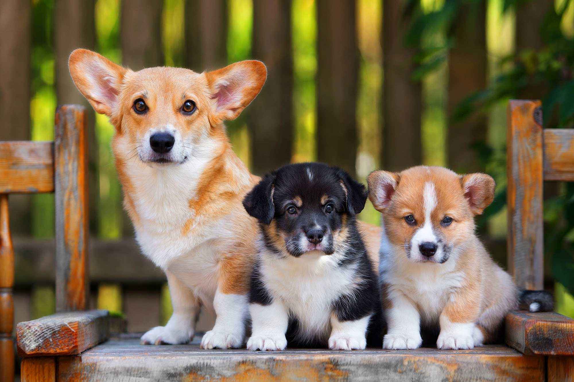 Three dogs sitting on a bench in front of a fence.